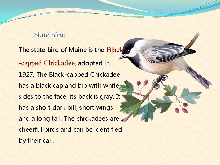 State Bird: The state bird of Maine is the Black -capped Chickadee, adopted in