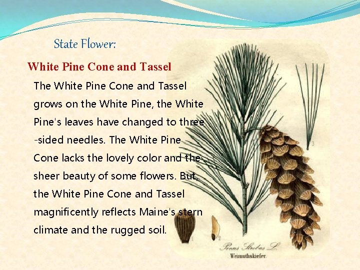 State Flower: White Pine Cone and Tassel The White Pine Cone and Tassel grows