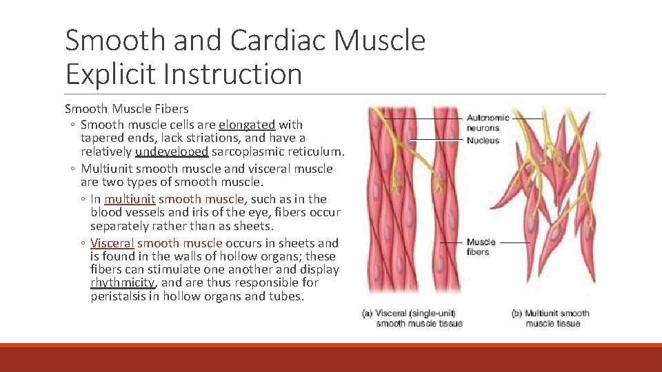 Smooth and Cardiac Muscle Explicit Instruction Smooth Muscle Fibers ◦ Smooth muscle cells are
