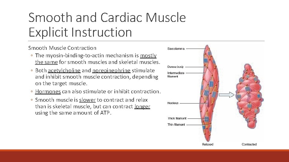 Smooth and Cardiac Muscle Explicit Instruction Smooth Muscle Contraction ◦ The myosin-binding-to-actin mechanism is