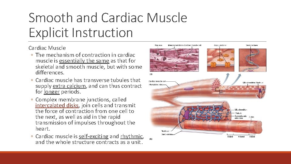 Smooth and Cardiac Muscle Explicit Instruction Cardiac Muscle ◦ The mechanism of contraction in