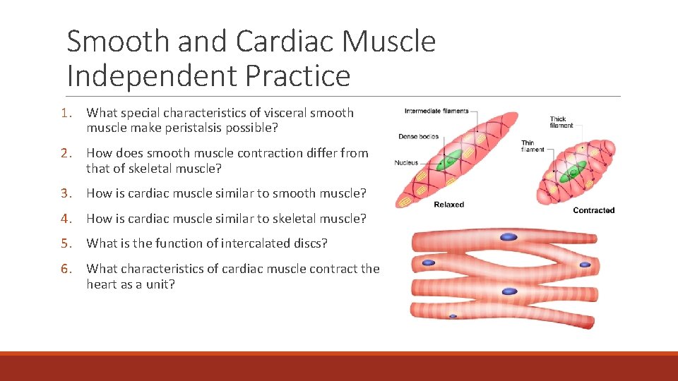 Smooth and Cardiac Muscle Independent Practice 1. What special characteristics of visceral smooth muscle