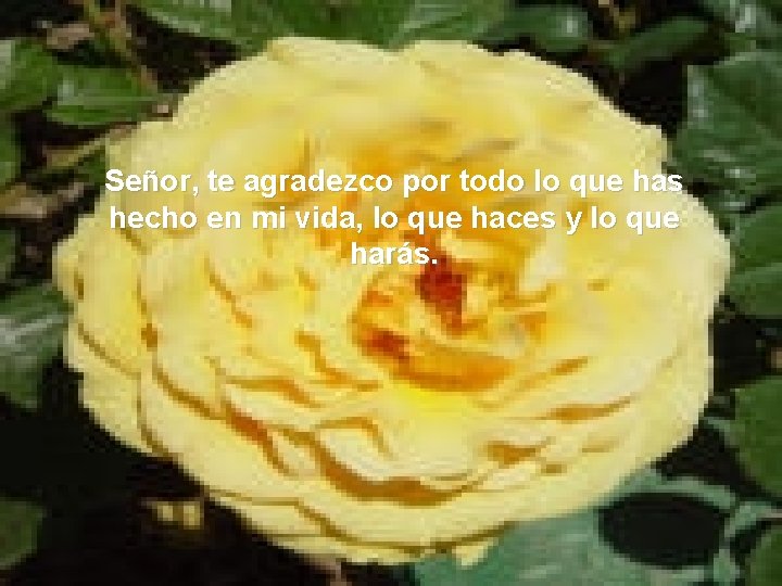 Señor, te agradezco por todo lo que has hecho en mi vida, lo que Señor, te agradezco por todo lo que has hecho en mi vida, lo que