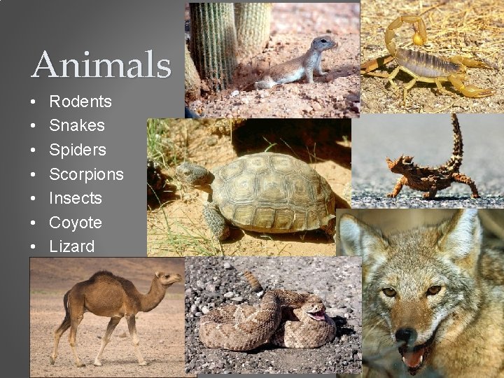 Desert Where is this biome Near the equator