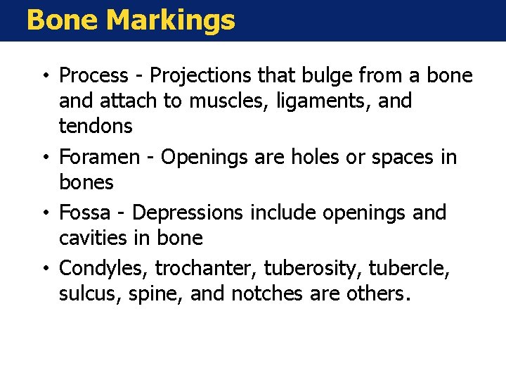 Bone Markings • Process - Projections that bulge from a bone and attach to
