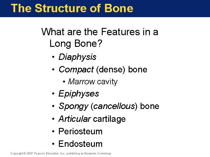 The Structure of Bone What are the Features in a Long Bone? • Diaphysis