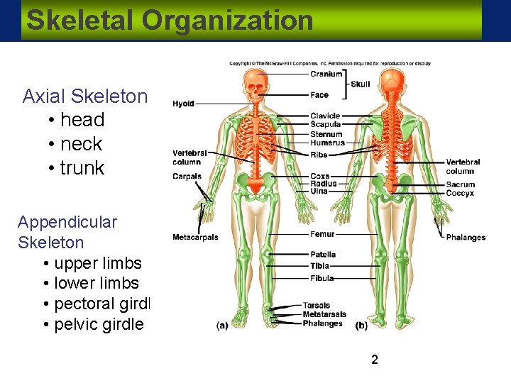 Skeletal Organization Axial Skeleton • head • neck • trunk Appendicular Skeleton • upper