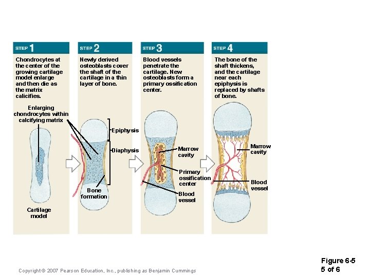 Chondrocytes at the center of the growing cartilage model enlarge and then die as