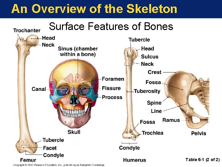 An Overview of the Skeleton Surface Features of Bones Table 6 -1 (2 of