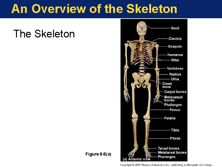 An Overview of the Skeleton The Skeleton Figure 6 -8(a) 