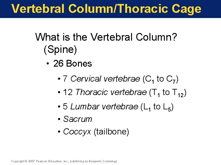 Vertebral Column/Thoracic Cage What is the Vertebral Column? (Spine) • 26 Bones • 7