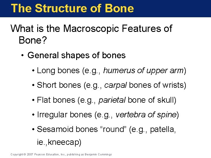 The Structure of Bone What is the Macroscopic Features of Bone? • General shapes