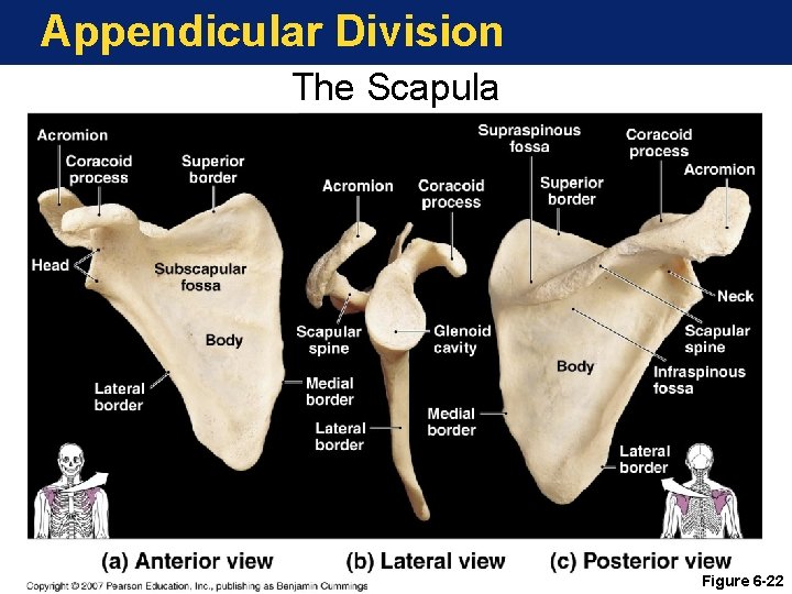 Appendicular Division The Scapula Figure 6 -22 