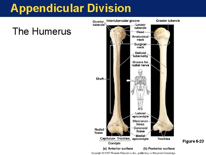 Appendicular Division The Humerus Figure 6 -23 