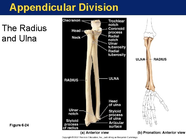 Appendicular Division The Radius and Ulna Figure 6 -24 