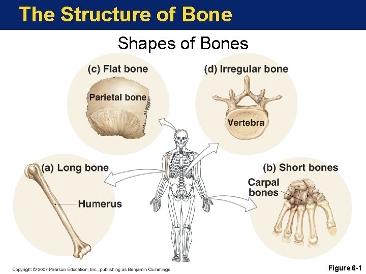 The Structure of Bone Shapes of Bones Figure 6 -1 