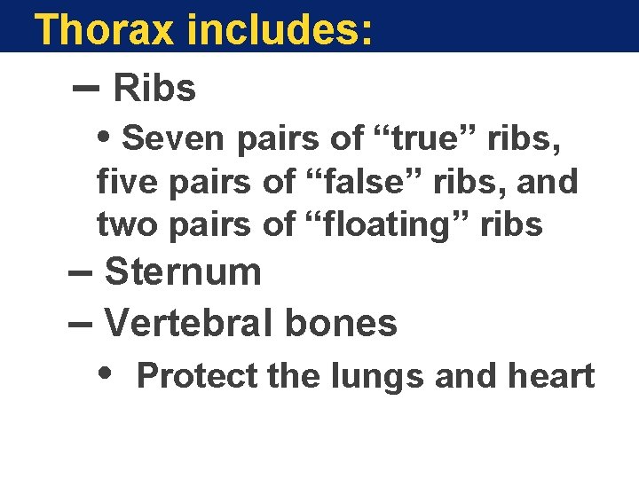 Thorax includes: – Ribs • Seven pairs of “true” ribs, five pairs of “false”