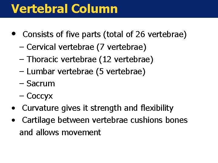 Vertebral Column • Consists of five parts (total of 26 vertebrae) – Cervical vertebrae