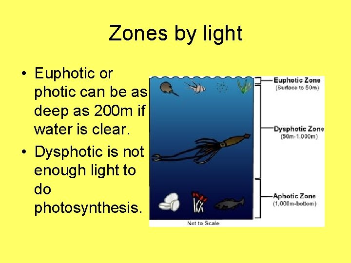 Zones by light • Euphotic or photic can be as deep as 200 m