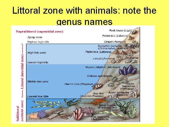 Littoral zone with animals: note the genus names 