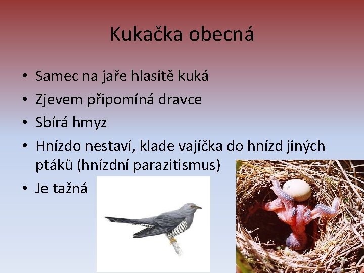 Kukačka obecná Samec na jaře hlasitě kuká Zjevem připomíná dravce Sbírá hmyz Hnízdo nestaví,