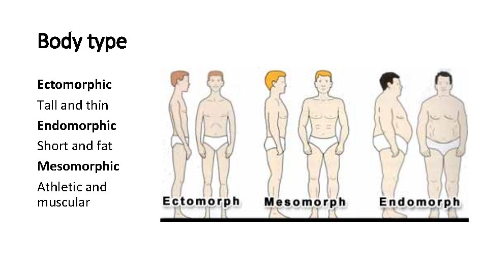 Body type Ectomorphic Tall and thin Endomorphic Short and fat Mesomorphic Athletic and muscular