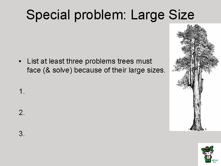 Special problem: Large Size • List at least three problems trees must face (&