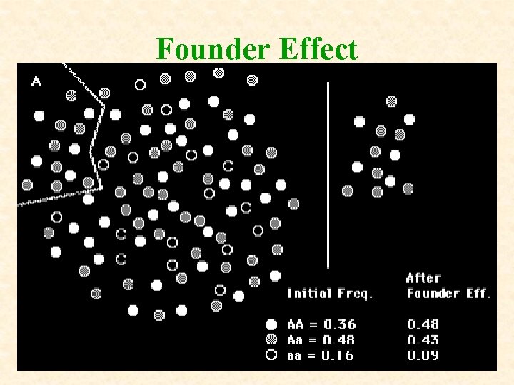 Founder Effect Founder Effect