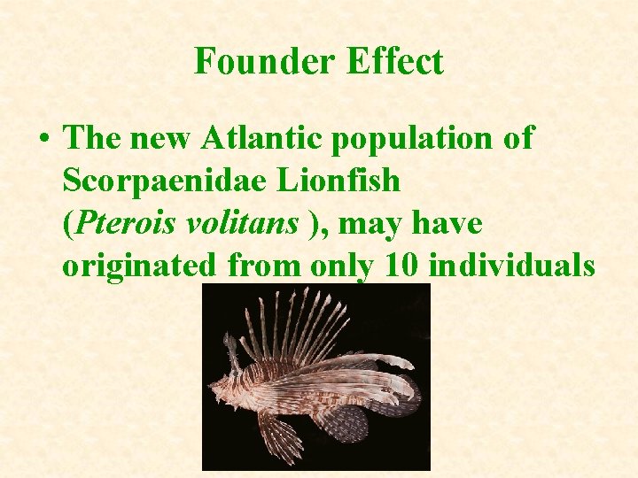 Founder Effect • The new Atlantic population of Scorpaenidae Lionfish (Pterois volitans ), may Founder Effect • The new Atlantic population of Scorpaenidae Lionfish (Pterois volitans ), may