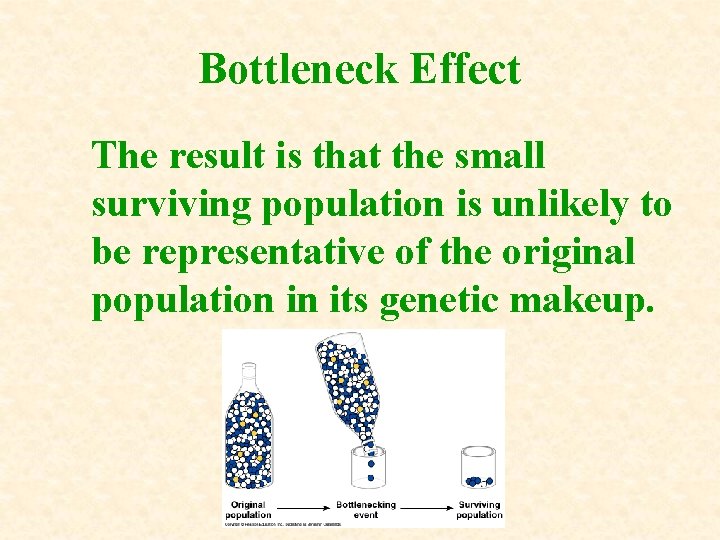 Bottleneck Effect The result is that the small surviving population is unlikely to be Bottleneck Effect The result is that the small surviving population is unlikely to be