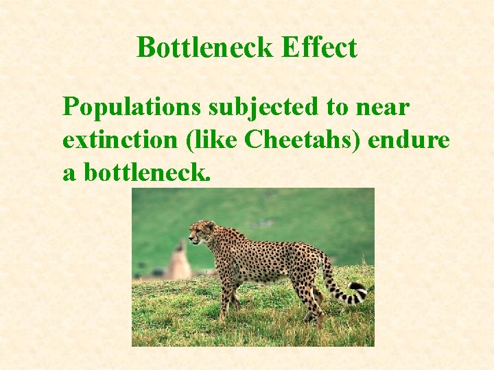 Bottleneck Effect Populations subjected to near extinction (like Cheetahs) endure a bottleneck. Bottleneck Effect Populations subjected to near extinction (like Cheetahs) endure a bottleneck.