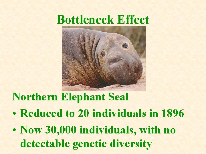 Bottleneck Effect Northern Elephant Seal • Reduced to 20 individuals in 1896 • Now Bottleneck Effect Northern Elephant Seal • Reduced to 20 individuals in 1896 • Now
