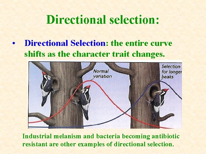 Directional selection: • Directional Selection: the entire curve shifts as the character trait changes. Directional selection: • Directional Selection: the entire curve shifts as the character trait changes.