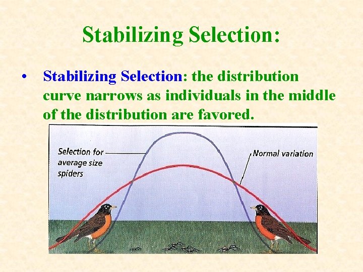 Stabilizing Selection: • Stabilizing Selection: the distribution curve narrows as individuals in the middle Stabilizing Selection: • Stabilizing Selection: the distribution curve narrows as individuals in the middle