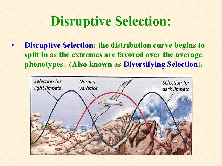 Disruptive Selection: • Disruptive Selection: the distribution curve begins to split in as the Disruptive Selection: • Disruptive Selection: the distribution curve begins to split in as the