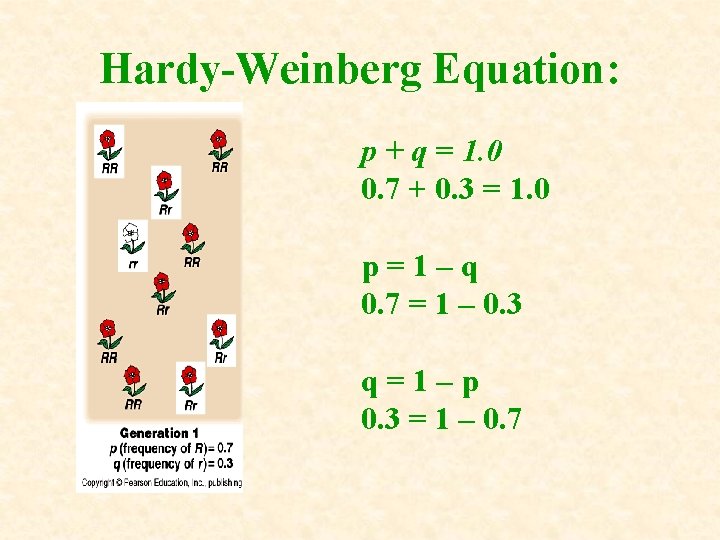 Hardy-Weinberg Equation: p + q = 1. 0 0. 7 + 0. 3 = Hardy-Weinberg Equation: p + q = 1. 0 0. 7 + 0. 3 =