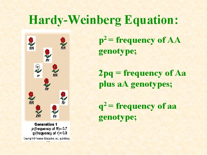Hardy-Weinberg Equation: p 2 = frequency of AA genotype; 2 pq = frequency of Hardy-Weinberg Equation: p 2 = frequency of AA genotype; 2 pq = frequency of