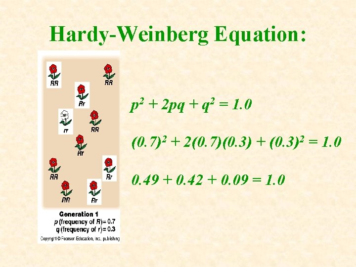 Hardy-Weinberg Equation: p 2 + 2 pq + q 2 = 1. 0 (0. Hardy-Weinberg Equation: p 2 + 2 pq + q 2 = 1. 0 (0.