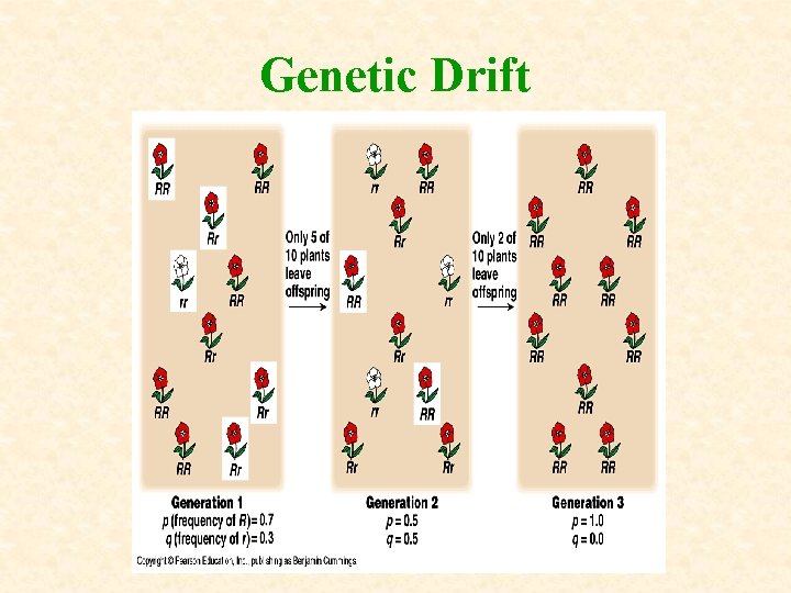 Genetic Drift Genetic Drift