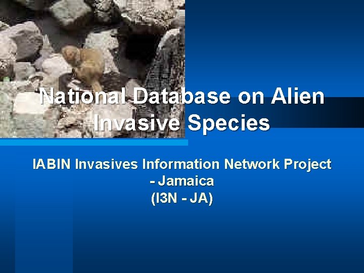 National Database on Alien Invasive Species IABIN Invasives Information Network Project - Jamaica (I