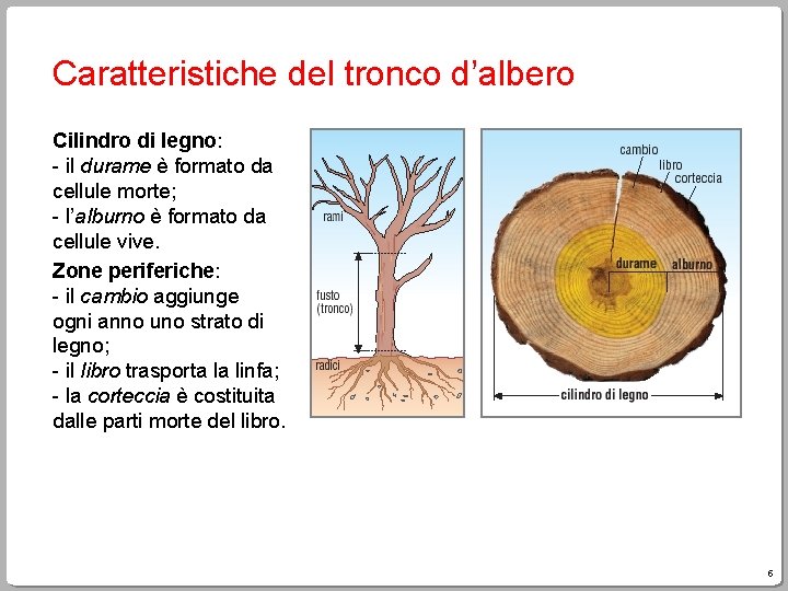 Caratteristiche del tronco d’albero Cilindro di legno: - il durame è formato da cellule