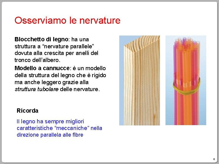 Osserviamo le nervature Blocchetto di legno: ha una struttura a “nervature parallele” dovuta alla