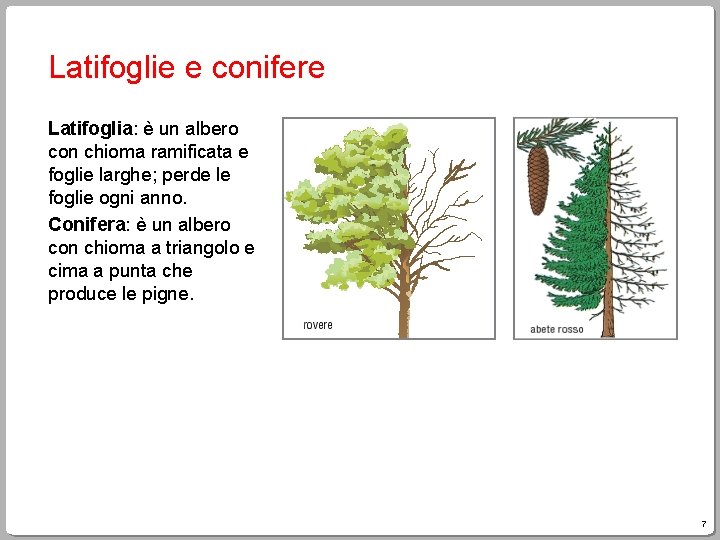 Latifoglie e conifere Latifoglia: è un albero con chioma ramificata e foglie larghe; perde