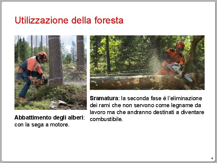 Utilizzazione della foresta Sramatura: la seconda fase è l’eliminazione dei rami che non servono