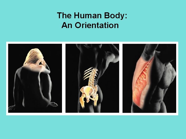 The Human Body: An Orientation 