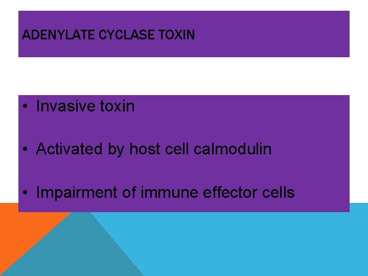ADENYLATE CYCLASE TOXIN • Invasive toxin • Activated by host cell calmodulin • Impairment