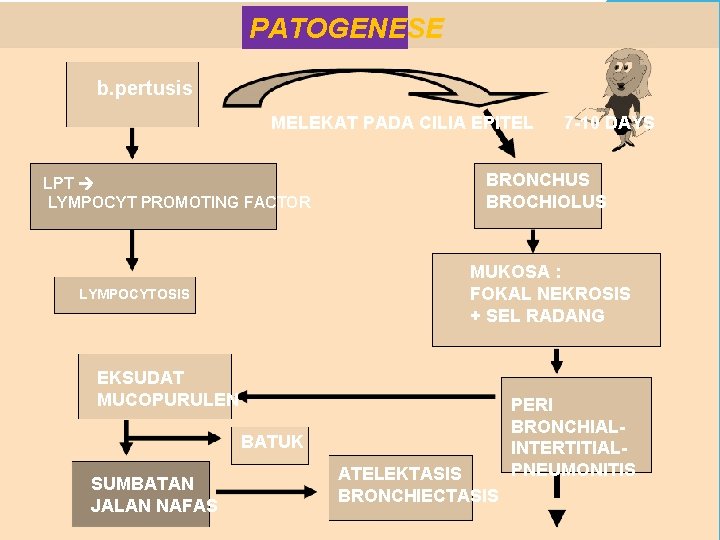 PATOGENESE b. pertusis MELEKAT PADA CILIA EPITEL LPT LYMPOCYT PROMOTING FACTOR BRONCHUS BROCHIOLUS MUKOSA