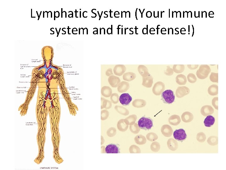 Lymphatic System (Your Immune system and first defense!) 