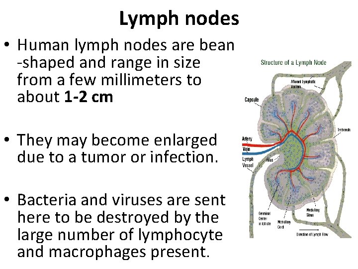 Lymph nodes • Human lymph nodes are bean -shaped and range in size from