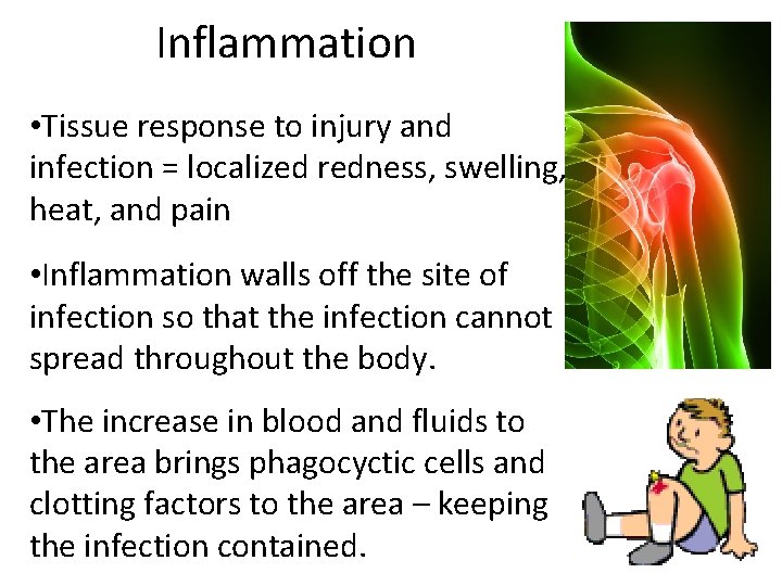 Inflammation • Tissue response to injury and infection = localized redness, swelling, heat, and